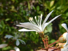 Bejaria racemosa image