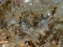 Thecacera