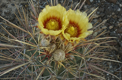 Homalocephala parryi