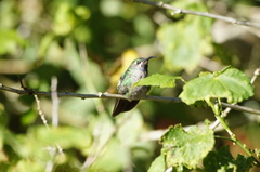 Campylopterus falcatus