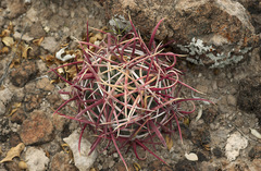 Homalocephala parryi