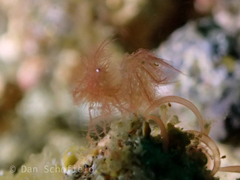 Phycocaris simulans
