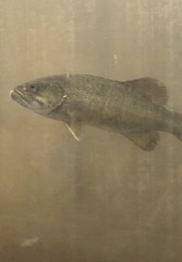 Micropterus dolomieu