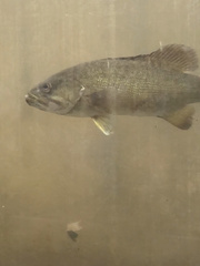 Micropterus dolomieu