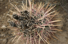 Homalocephala parryi