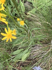 Senecio integerrimus integerrimus