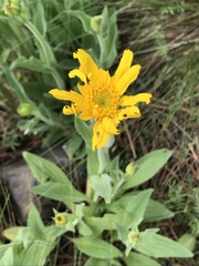 Arnica sororia