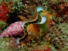 Tridacninae