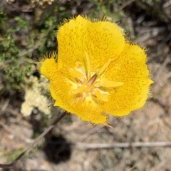 Calochortus weedii weedii