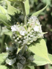 Pycnanthemum californicum