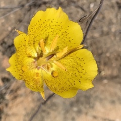 Calochortus weedii weedii