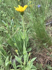 Arnica sororia