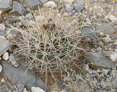 Homalocephala parryi