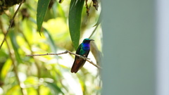 Campylopterus falcatus