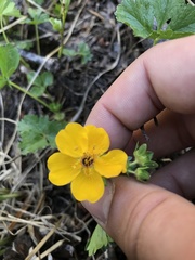 Potentilla flabellifolia