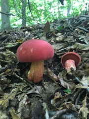 Boletus carminiporus
