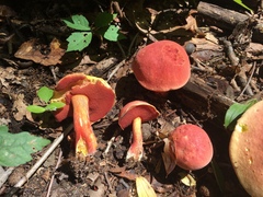 Boletus carminiporus