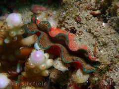 Tridacninae