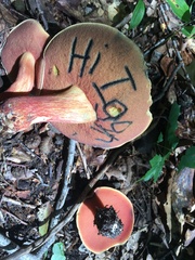 Boletus carminiporus