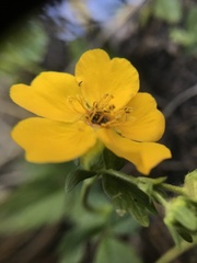 Potentilla flabellifolia