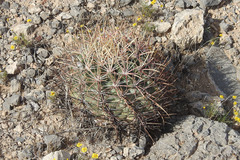 Homalocephala parryi