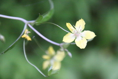 Lysimachia lanceolata