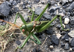 Neobarrettia spinosa