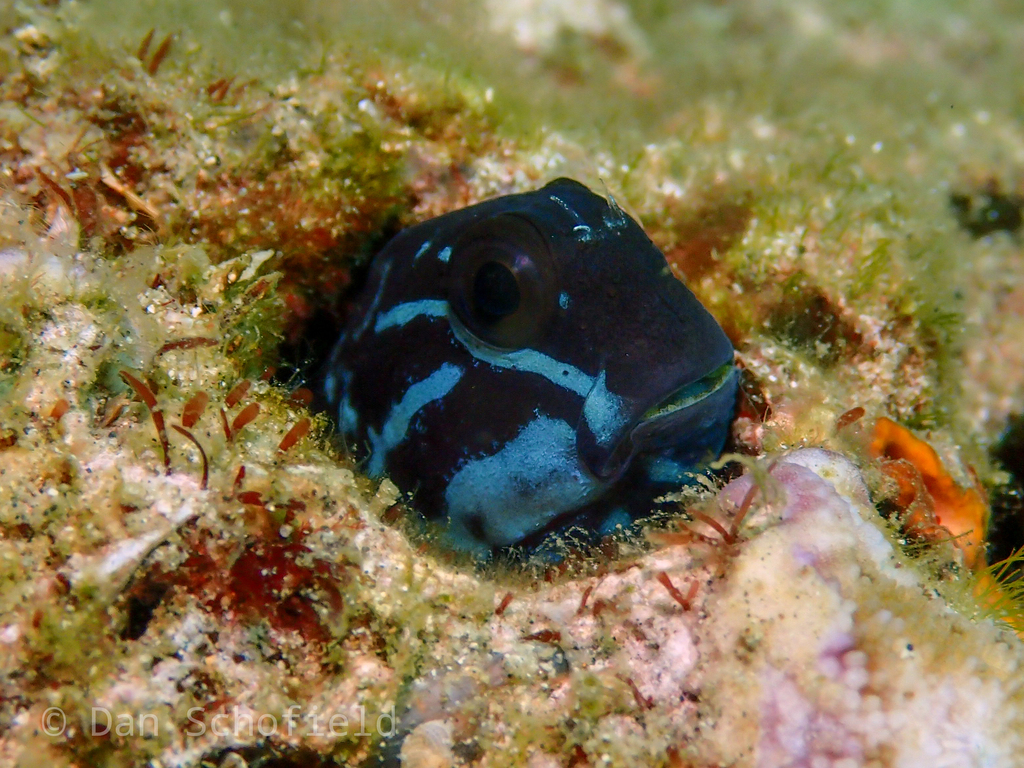Black Comb-tooth