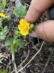 Potentilla flabellifolia