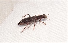 Lemidia