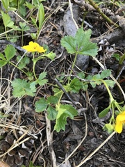 Potentilla flabellifolia