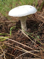Amanita mutabilis