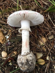 Amanita mutabilis