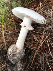 Amanita mutabilis