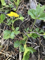 Potentilla flabellifolia