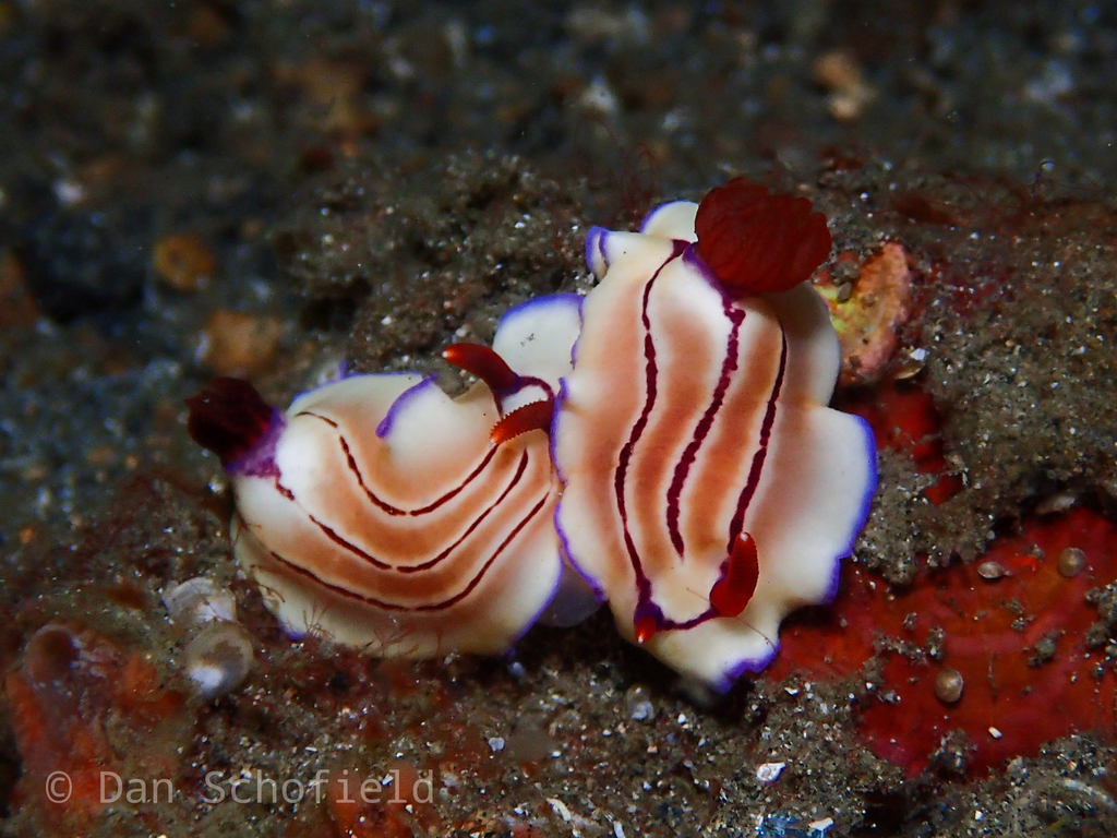 Triple-striped Split-tooth Dorid