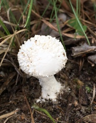 Amanita longipes