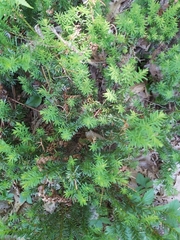 Taxus canadensis