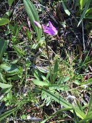 Primula subalpina