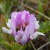 Field Milkvetch - Photo (c) jozien, some rights reserved (CC BY-NC), uploaded by jozien