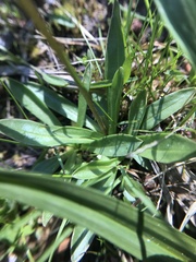 Primula subalpina