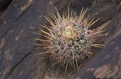 Homalocephala parryi