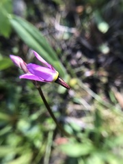 Primula subalpina