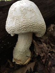Amanita rhopalopus