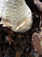Amanita rhopalopus