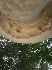 Amanita rhopalopus