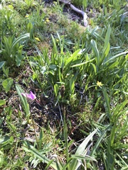 Primula subalpina
