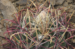 Homalocephala parryi