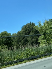 Chamaecyparis thyoides thyoides