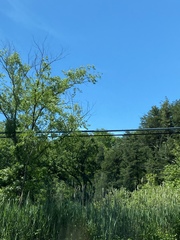 Chamaecyparis thyoides thyoides